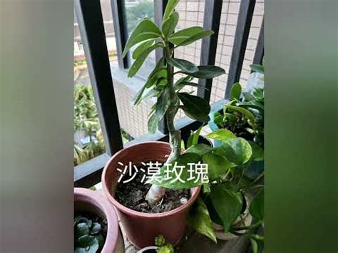 西曬陽台 植物|西曬陽台大型植物：7種適合種植的品種推薦 